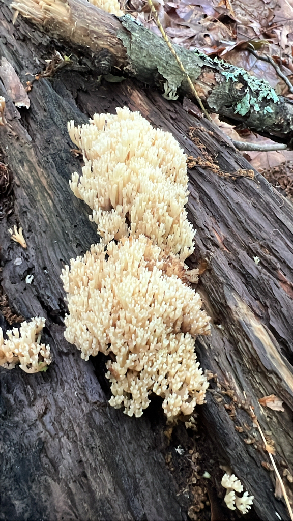 crown-tipped coral fungus