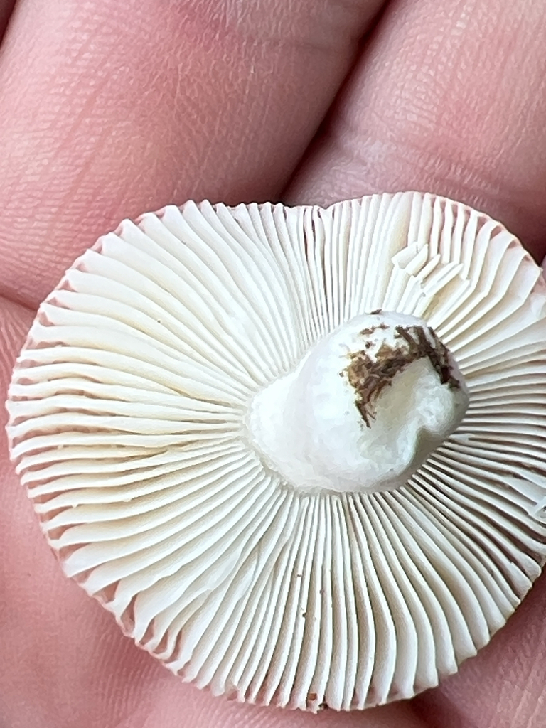 brittlegills