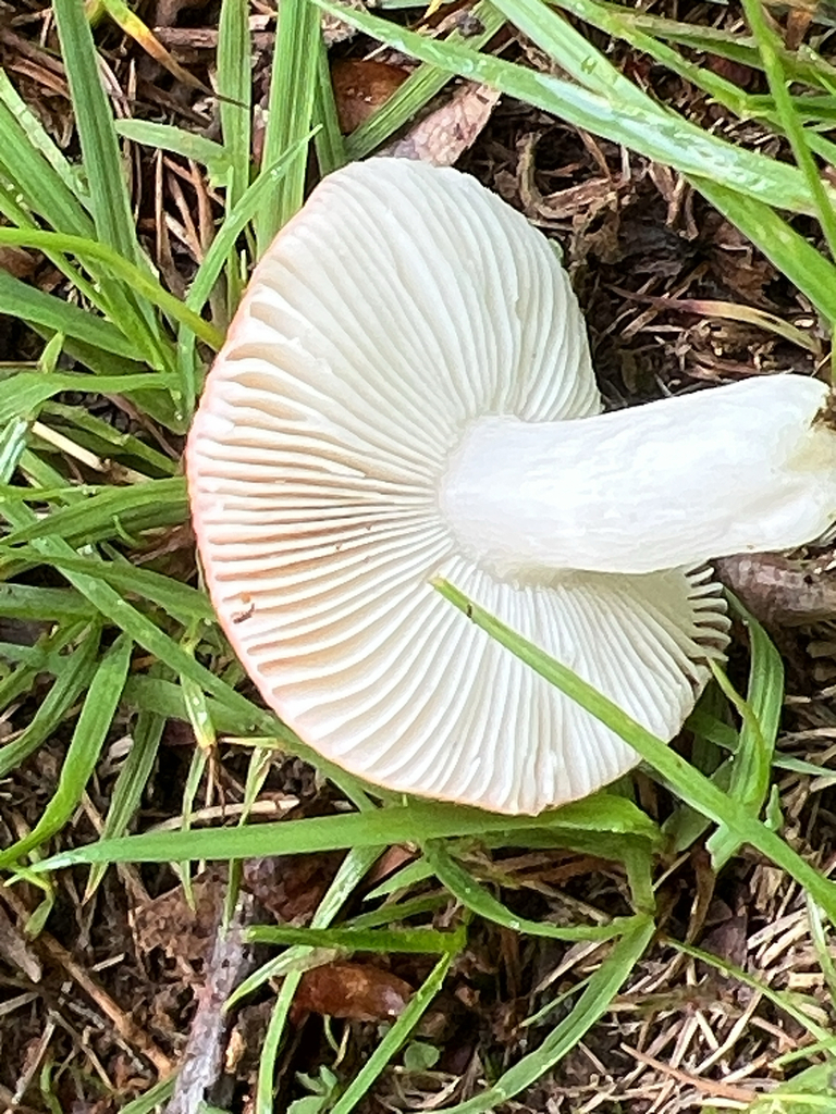 brittlegills