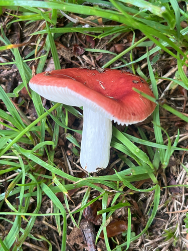 brittlegills