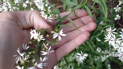 Symphyotrichum urophyllum