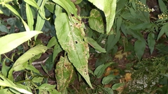 Symphyotrichum urophyllum