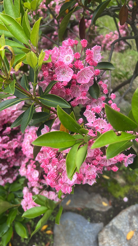 mountain laurel