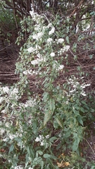 Symphyotrichum urophyllum
