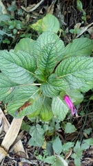 Centropogon calycinus