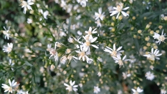 Symphyotrichum urophyllum
