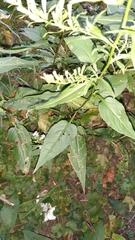Symphyotrichum urophyllum