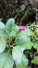 Centropogon calycinus