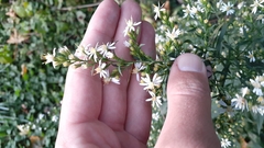 Symphyotrichum urophyllum