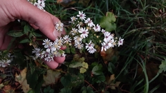 Symphyotrichum urophyllum