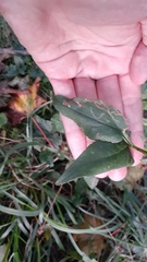 Symphyotrichum urophyllum