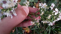 Symphyotrichum urophyllum