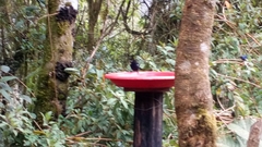 Diglossa lafresnayii