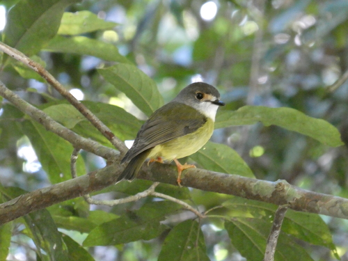 Pale-yellow Robin (Eopsaltria capito), photo 6