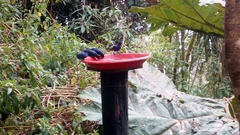 Diglossa lafresnayii