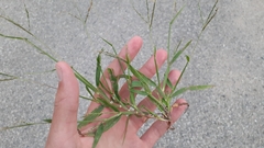 Digitaria ischaemum