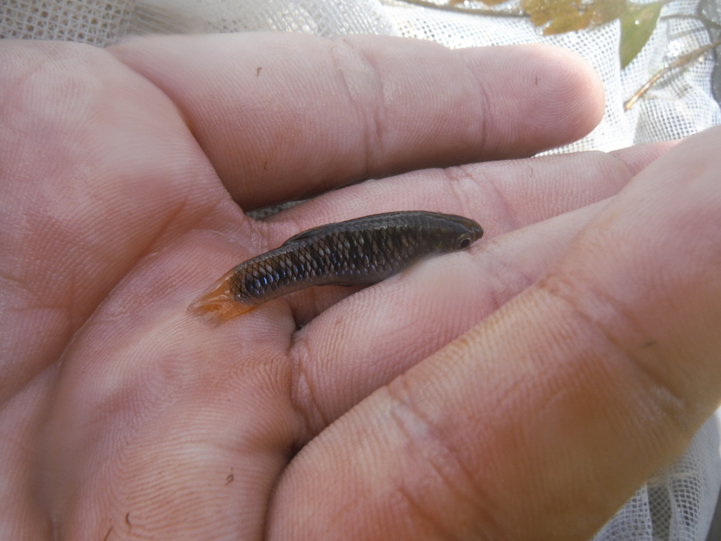 Tiburon Peninsula limia (Limia dominicensis) — Poeciliidae