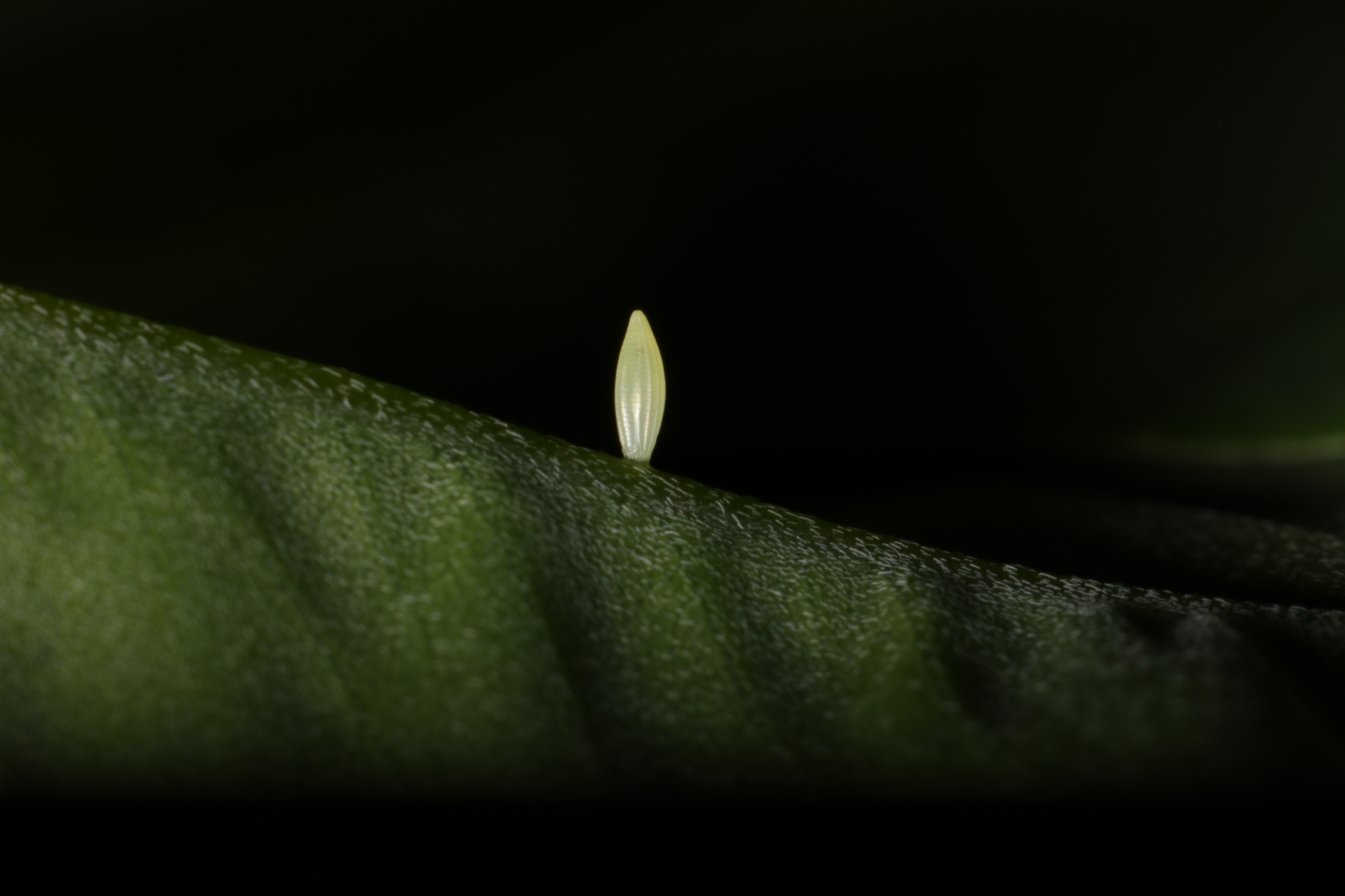 Lemon Emigrant