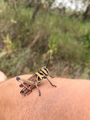 Xestotrachelus robustus