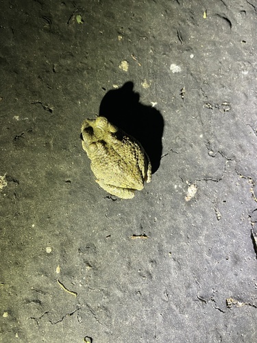 iNaturalist observation photo of Red-spotted Toad