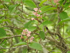 Miconia xalapensis