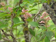 Miconia xalapensis