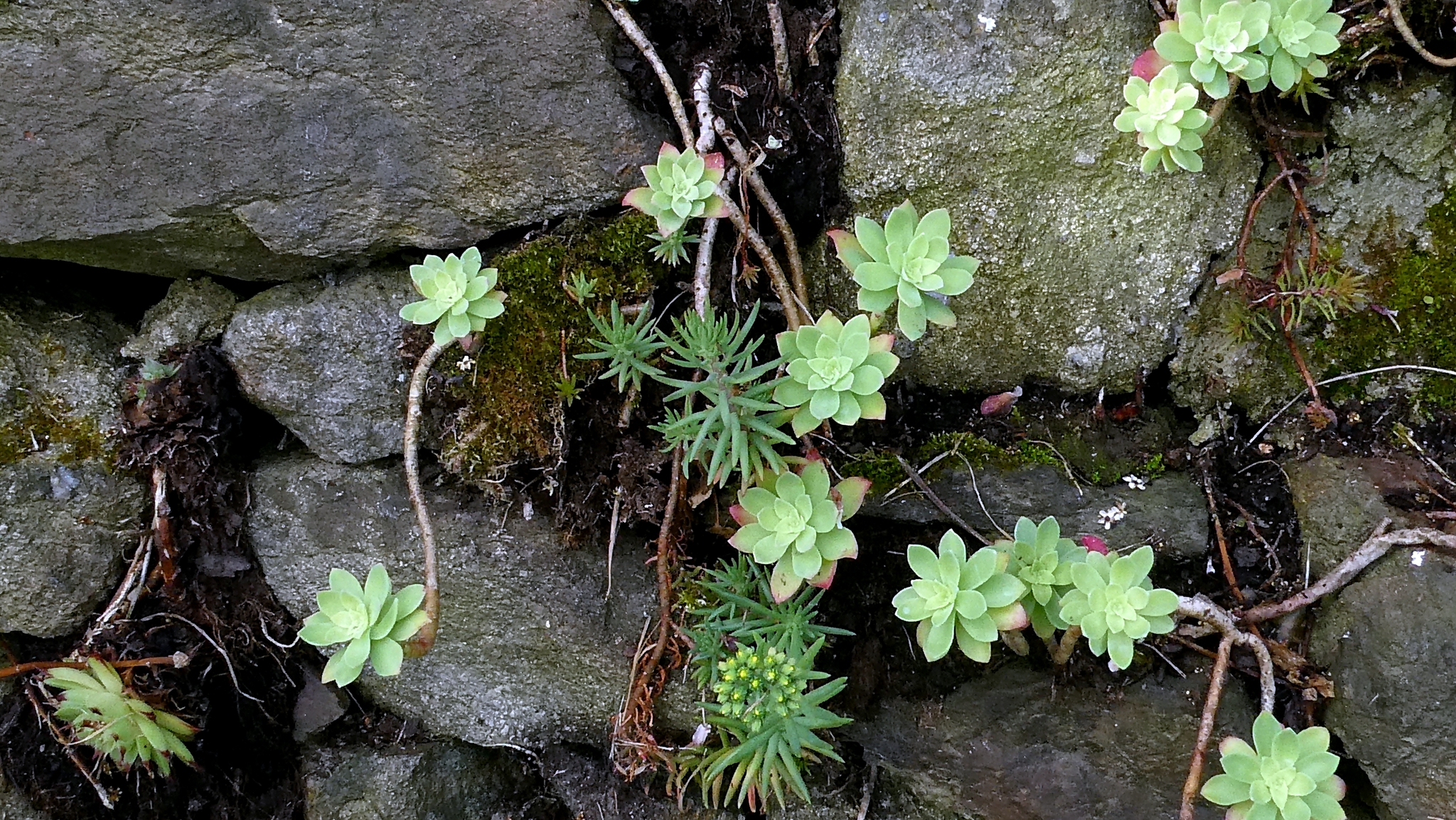 Imagem de Sedum Palmeri