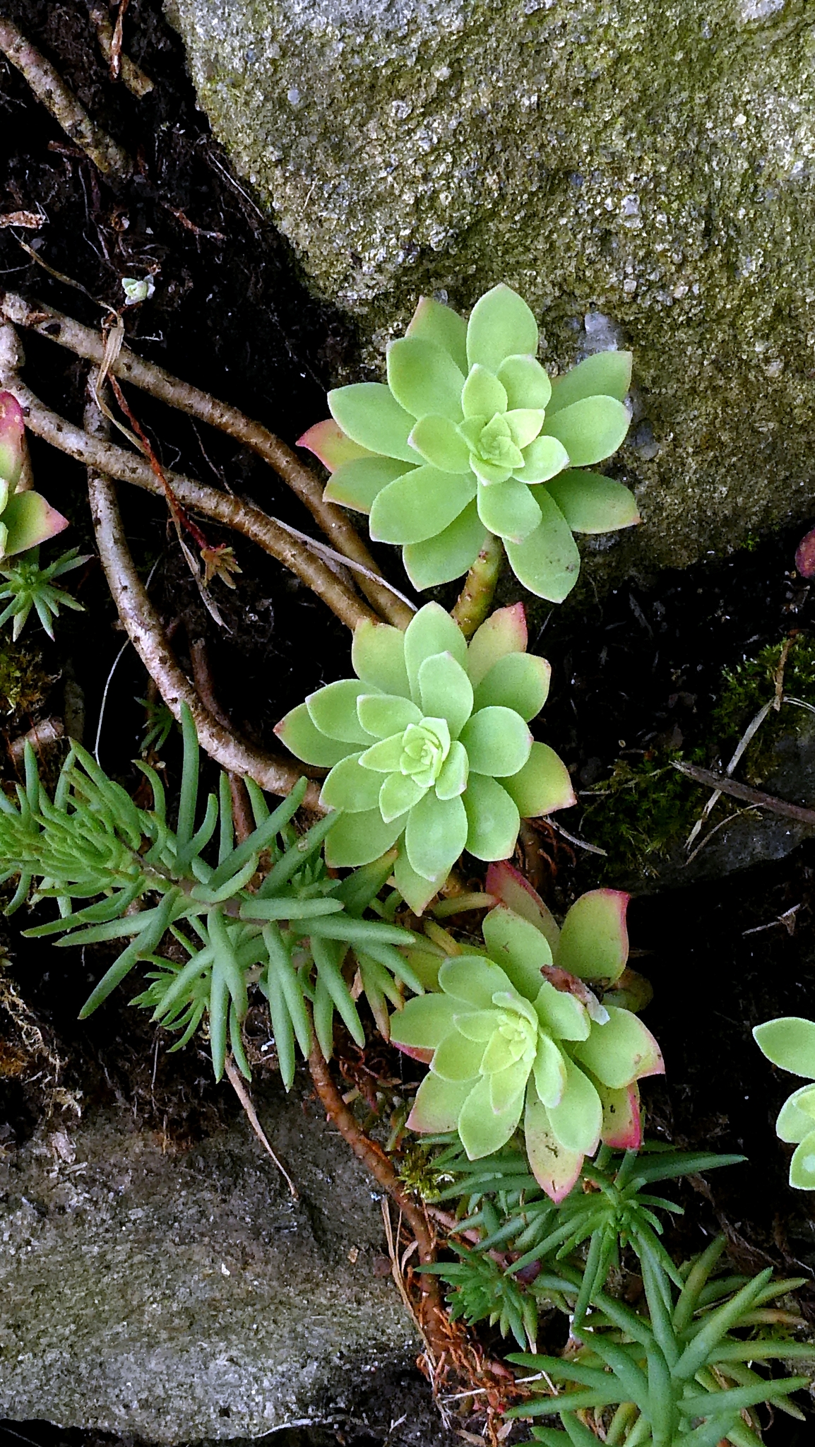 Imagem de Sedum Palmeri