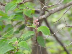 Miconia xalapensis