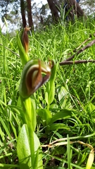 Pterostylis cucullata