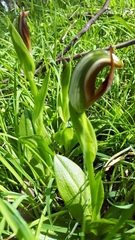 Pterostylis cucullata