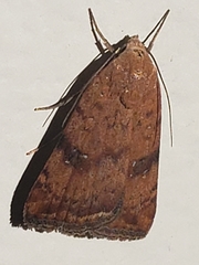 Micrathetis triplex