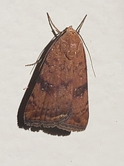 Micrathetis triplex