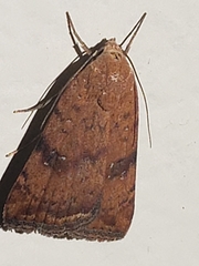 Micrathetis triplex