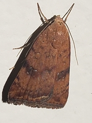 Micrathetis triplex