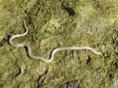 Diadophis punctatus regalis