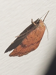 Micrathetis triplex