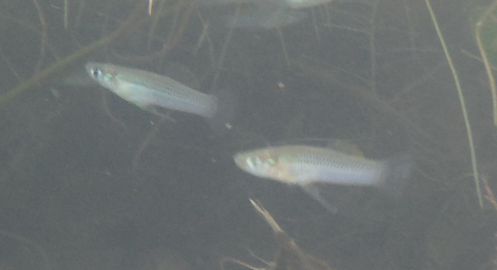 Cubaanse gambusia (Gambusia pseudopunctata) — Poeciliidae