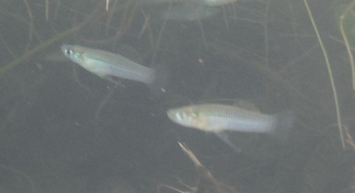 Cuban gambusia (Gambusia pseudopunctata) — Poeciliidae