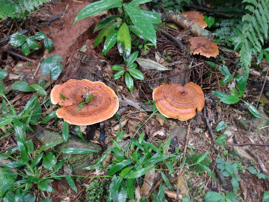 Stiptophyllum erubescens