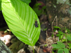 Chauliognathus distinguendus