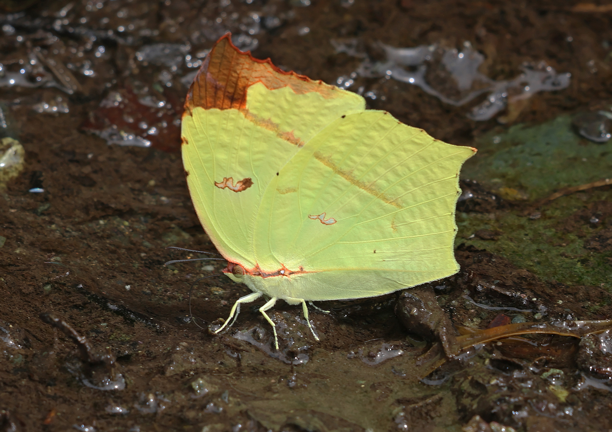 Tailed Sulphur