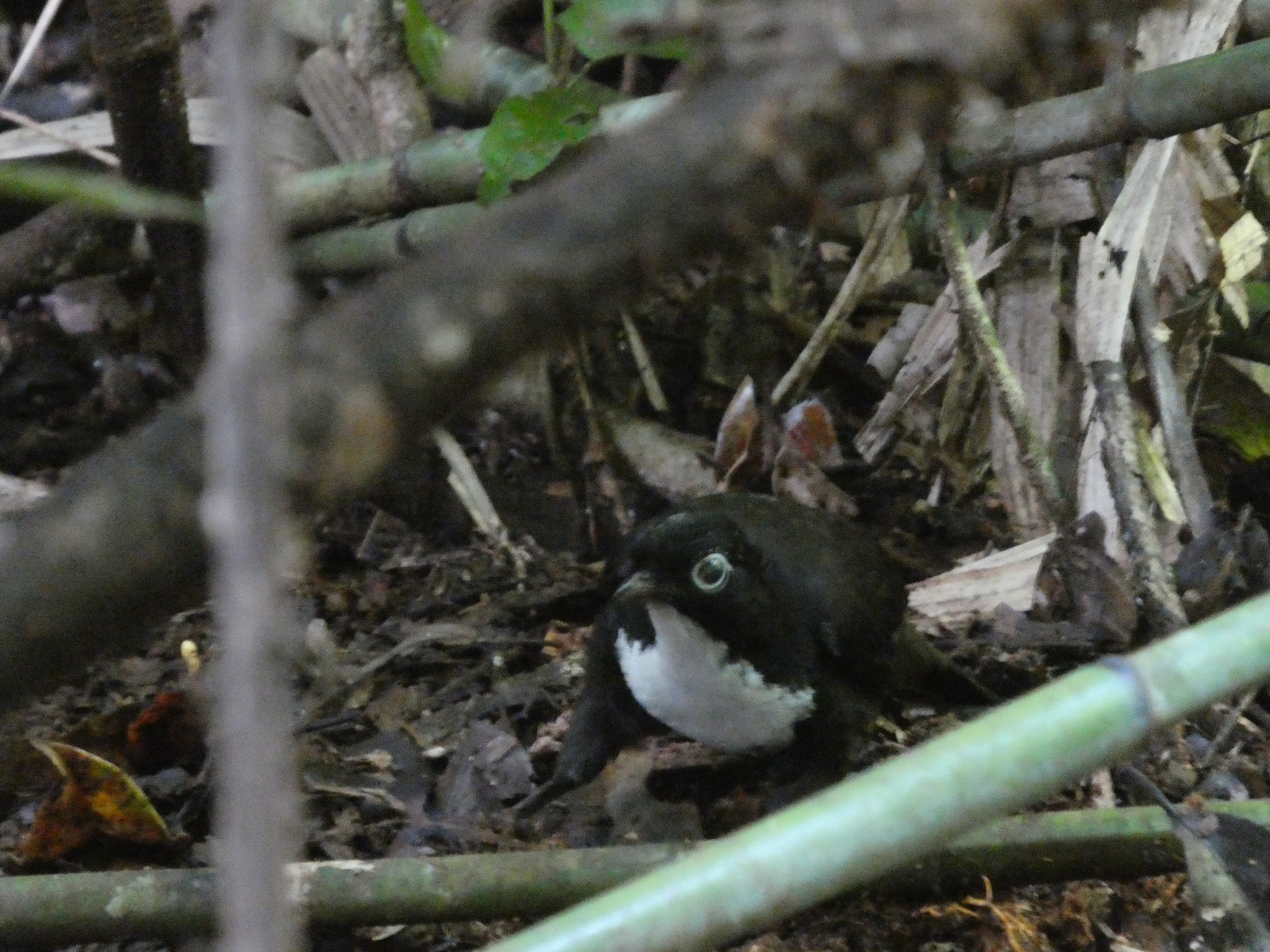 Chowchilla (Orthonyx spaldingii), photo 2