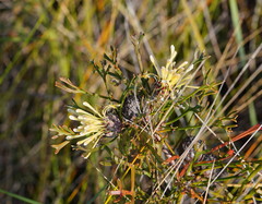 Isopogon mnoraifolius