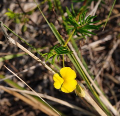 Gompholobium pinnatum