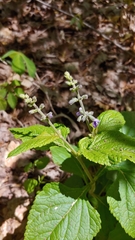 Salvia urticifolia