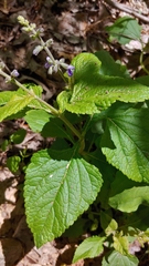 Salvia urticifolia