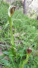 Pterostylis cucullata