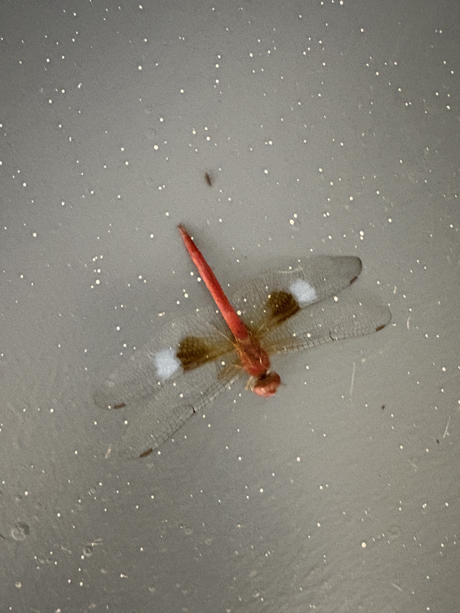 Coral-Tailed Cloudwing
