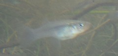 Gambusia pseudopunctata